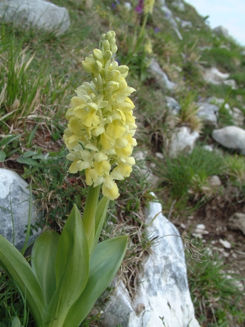 Orchis pallens